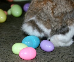 Bunny Egg Laying Bunny Eggs