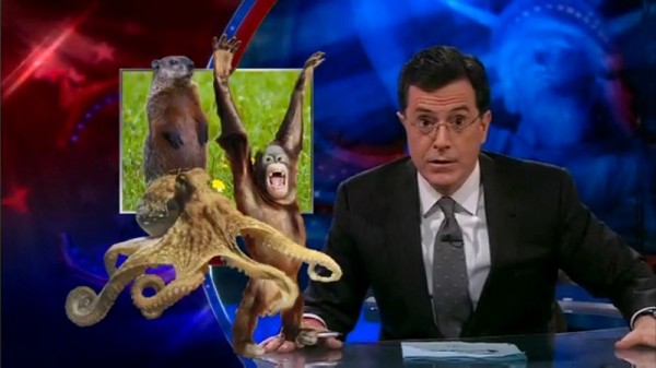 Feb02_2011_psychicanimals Stephen Colbert heralds the powers of octopi, apes and groundhogs