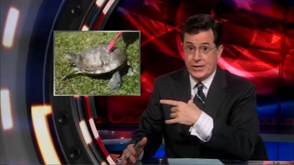 Feb03_2011_turtle Stephen Colbert had turtle recall