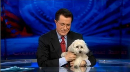 Adorable_Pooch_March_18_2010