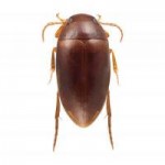 agaporomorphus-colberti Agaporomorphus colberti