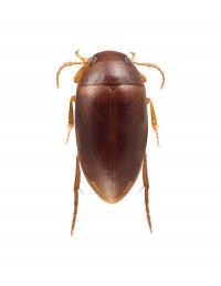 Agaporomorphus colberti