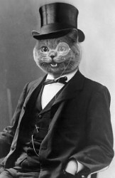 Monocle Cat