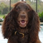 The Daily finds the Richest Dog in South Dakota Miss Charlie Brown - Richest dog in South Dakota