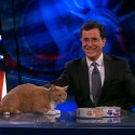 Colbert Report Middle East Expert Christiane Aman-purr Colbert Report Middle East Expert Christiane Aman-purr