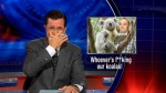 Why would anyone sleep with a koala? Afterwards, they're so clingy!
